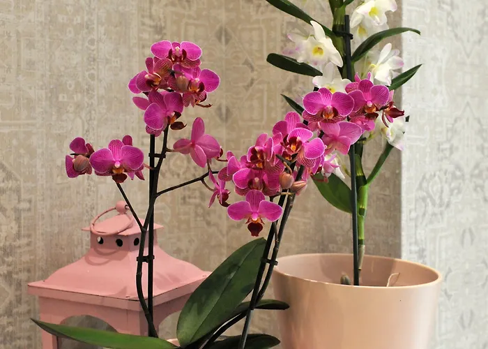 Bajamonti 5 Luxury Split